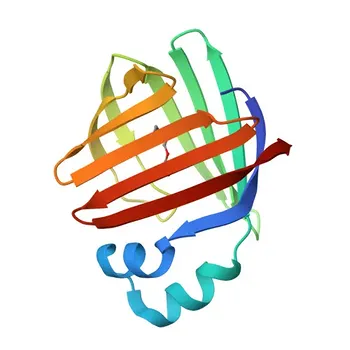 Anti-FABP6 Rabbit Polyclonal Antibody for WB, IF-P, ELISA - P51161