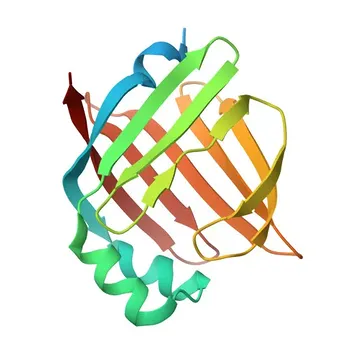 Anti-FABP3 Kaninchen-Polyklonaler Antikörper für WB, IF-P, IHC-P, ELISA - P05413