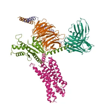 Anti-OXGR1/GPR99 Rabbit Monoclonal Antibody for WB, IF/ICC, ELISA - Q96P68