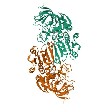 Anti-ADH4 Rabbit Polyclonal Antibody for WB, ELISA - P08319