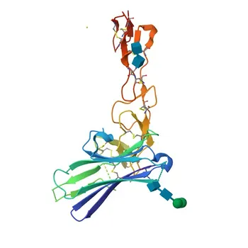 CD160 Rabbit pAb for WB and ELISA - O95971