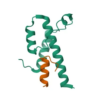 Anti-CLTA Polyclonal Antibody for WB, ELISA - P09496
