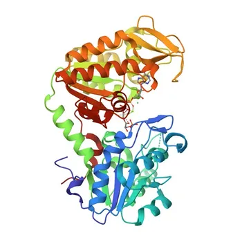 PGK1 Rabbit Monoclonal Antibody for WB, ELISA - P00558