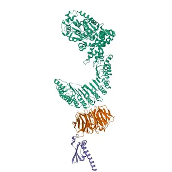 Anti-NLRP2 Rabbit Polyclonal Antibody for WB, IF/ICC, ELISA - Q9NX02