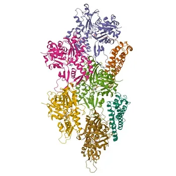 [KO Validated] Anti-α-Catenin Monoclonal Antibody for WB - P35221