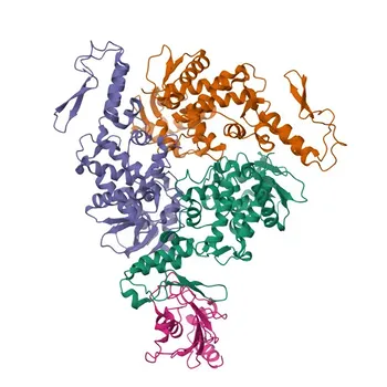 Anticorpo policlonale coniglio anti-UBE2L3 per WB, IHC-P, IF/ICC, ELISA - P68036