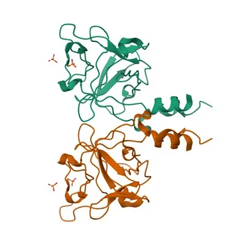 Anti-FGF9 Polyclonal Antibody for WB and ELISA - P31371