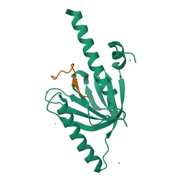 Anticorpo policlonale rabbit Anti-DAB2 per WB, FC, ELISA - P98082