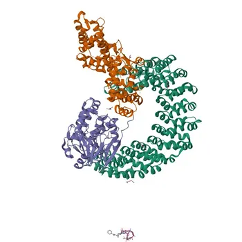 Anti-PPP2R3B Polyclonal Antibody for WB and ELISA - Q9Y5P8