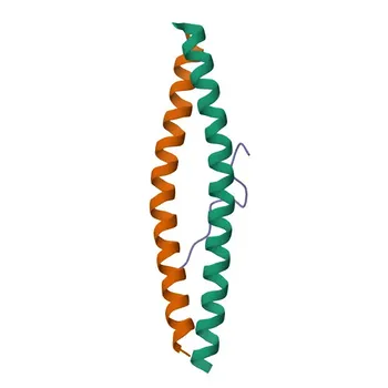 Anti-CEP55 Polyclonal Antibody for WB, IF/ICC, ELISA - Q53EZ4