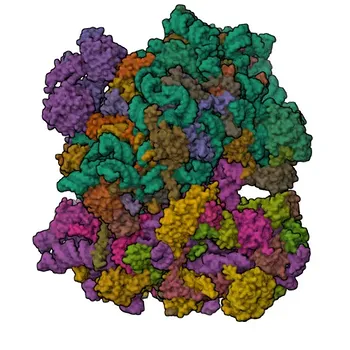 Anti-NAA40 Polyclonal Antibody for WB, ELISA - Q86UY6