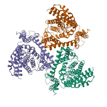 Anti-SLC1A5 Rabbit Polyclonal Antibody for WB, ELISA - Q15758