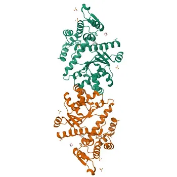 Anticorpo policlonale rabbit Anti-YARS per WB, IP, ELISA - P54577