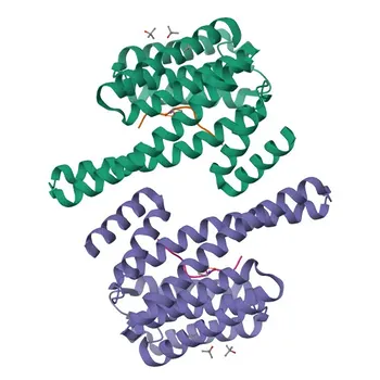 Anti-MLF1 Polyclonal Antibody for WB, IF/ICC, ELISA - P58340