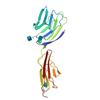 Anti-CD58 Rabbit Polyclonal Antibody for WB, ELISA - P19256