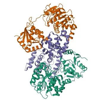 Anti-eIF4A1 Polyclonal Antibody for WB, IF/ICC, IP, ELISA - P60842