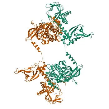 Anti-PRKG1 Polyclonal Antibody for WB and ELISA - Q13976