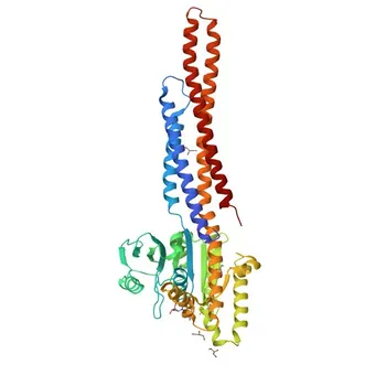 Mitofusin 2 Rabbit mAb for WB - O95140