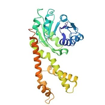 Anticorpo policlonale Anti-PYCR1 per WB, ELISA - P32322