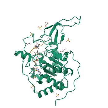 SIRT6 Rabbit Polyclonal Antibody for WB and ELISA - Q8N6T7