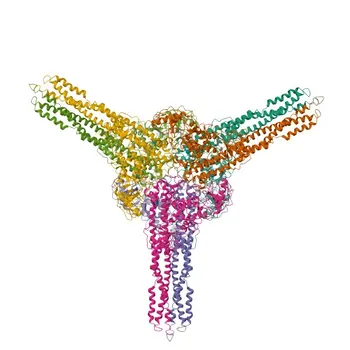 IKKα Rabbit Monoclonal Antibody for WB, ELISA - O15111