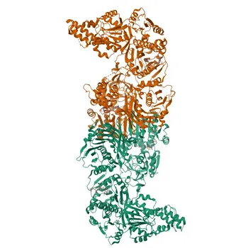 Anticorps Monoclonal Lapin Anti-Acide Gras Synthase (FASN) pour WB, IHC-P, IF/ICC, IP, ELISA - P49327