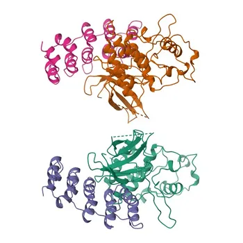Anti-CDKN2D Polyclonal Antibody for WB, IF/ICC, ELISA - P55273