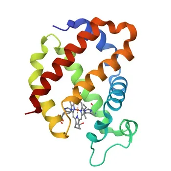 Anti-NGB (Neuroglobin) Rabbit Polyclonal Antibody for WB and ELISA - Q9NPG2