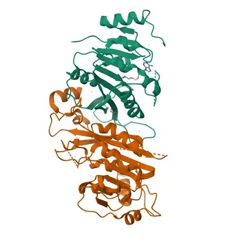 [KD Validado] Anticorpo Monoclonal de Coelho Anti-METTL3 para WB, IP, IF/ICC, IHC-P, ELISA - Q86U44