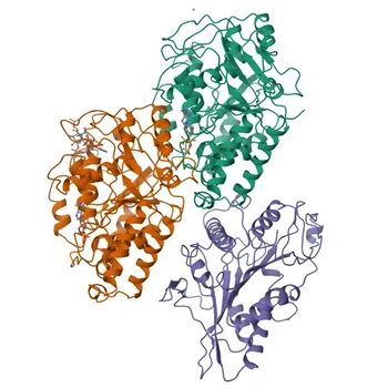 Anti-KIF5A Kaninchen Polyclonal Antikörper für WB, IF/ICC, ELISA - Q12840