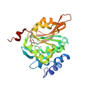 Anticorpo policlonale anti-PCMT1 per WB, IF/ICC, IP, ELISA - P22061