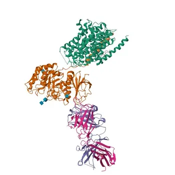Anti-LAT1/SLC7A5 Polyclonal Antibody for WB, IF/ICC, ELISA - Q01650