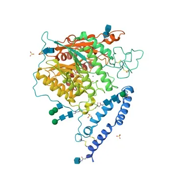 Anti-SMPD1 / ASM polyklonaler Antikörper für WB, IF/ICC, ELISA - P.17405