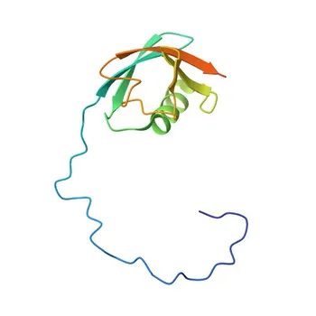 Anticorpo policlonale coniglio anti-Ubiquilin-2 per WB, IHC-P, IF/ICC, ELISA - Q9UHD9