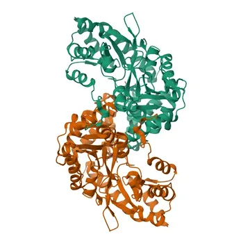 Anti-CCBL1 Polyclonal Antibody for WB, IF/ICC, ELISA - Q16773