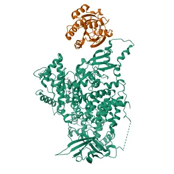 Anti-RRAS2 Kaninchen-Polyklonaler Antikörper für WB, ELISA - P62070