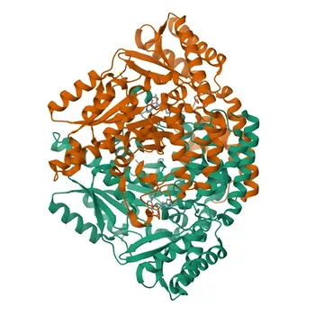 Anti-HDC Rabbit Polyclonal Antibody for WB, ELISA - P19113