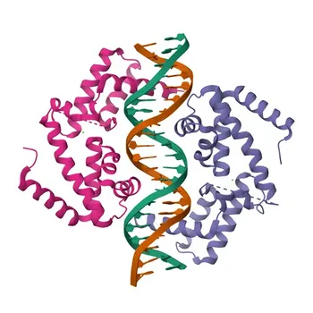Anti-HNF1α Rabbit Polyclonal Antibody for WB, ELISA - P20823