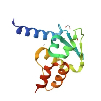 Anti-ZBTB48 Polyclonal Antibody for WB, ELISA - P10074