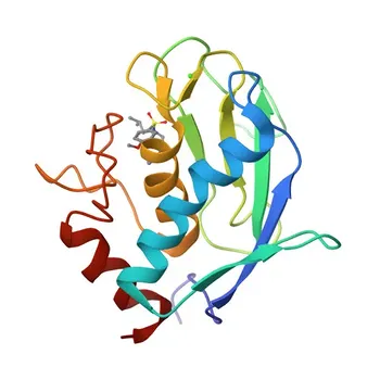Anti-MMP20 Rabbit Polyclonal Antibody for WB, ELISA - O60882