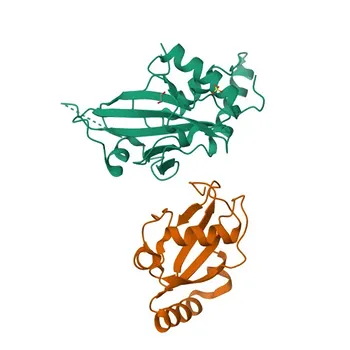 Anti-ATG3 Rabbit Polyclonal Antibody - Q9NT62