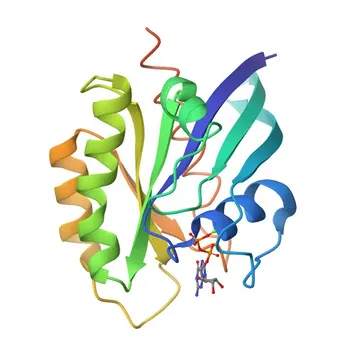 Anti-HRAS Polyclonal Antibody for WB, IHC-P, ELISA - P01112