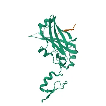 Anticorpo policlonale coniglio anti-USP19 per WB, IF/ICC, ELISA - O94966