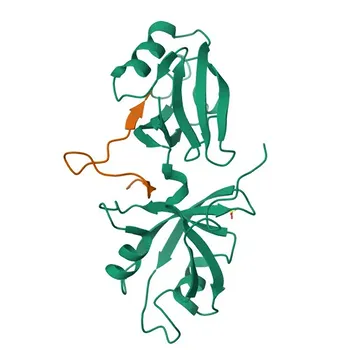 Anti-GRASP65 Polyclonal Antibody for WB, IF/ICC, ELISA - Q9BQQ3