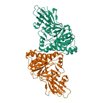 Anti-MVD Rabbit Monoclonal Antibody for WB and ELISA - P53602