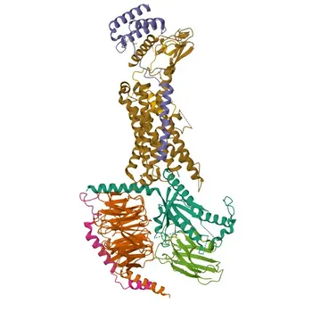 Anti-RAMP2 Rabbit Polyclonal Antibody for WB, IHC-P, ELISA - O60895