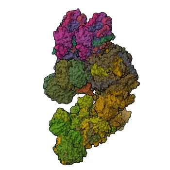 Anti-COX IV Rabbit Polyclonal Antibody for WB, IF/ICC, IHC-P, ELISA - P19783