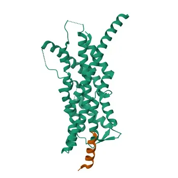 Anti-PEX3 Polyclonal Antibody for WB, ELISA - P56589
