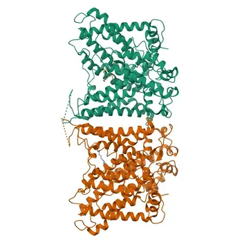 Anti-SLC4A2 Polyclonal Antibody for WB, ELISA - P04920