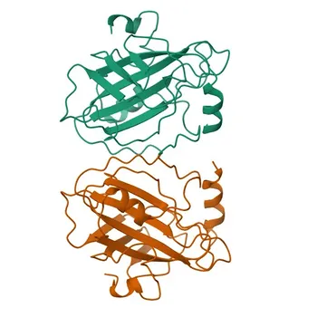 Anti-PEBP1 Rabbit Monoclonal Antibody for WB, ELISA - P30086